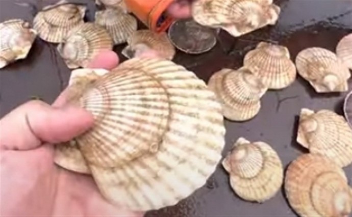 Сахалинец нелегально добыл в заливе Анива свыше 2 000 морских гребешков