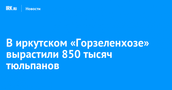 В иркутском «Горзеленхозе» вырастили 850 тысяч тюльпанов