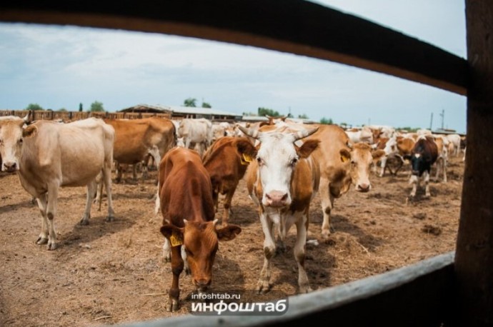 Под Астраханью создают штрафстоянку для коров – гулен