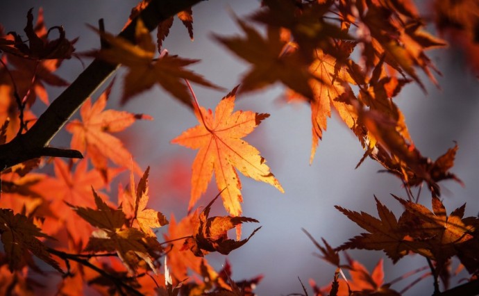 На юге Сахалина в воскресенье воздух прогреется до +15°