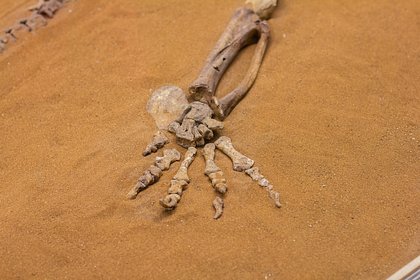 Двухлетний мальчик играл в пирата на пляже в Европе и откопал человеческие кости