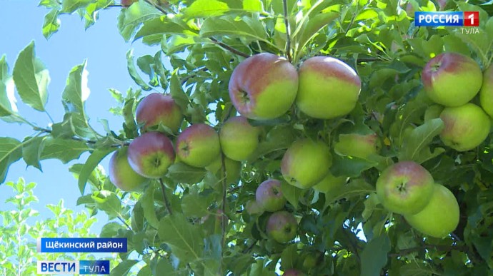 Тульскую компанию оштрафовали за незарегистрированные груши и яблони
