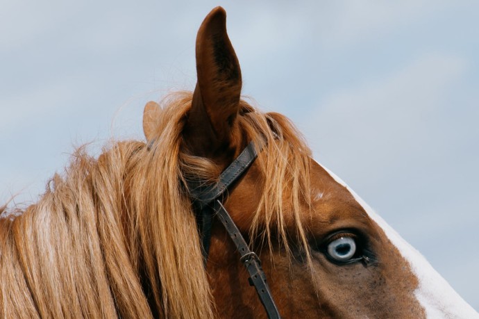 В одном из районов Пензенской области готовятся ввести карантин по бешенству