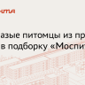 В «Моспитомце» сделали подборку кошек и собак с гетерохромией из приютов