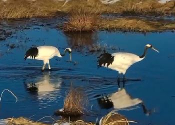 В Приамурье представили тизер фильма о жизни журавля Снежинки