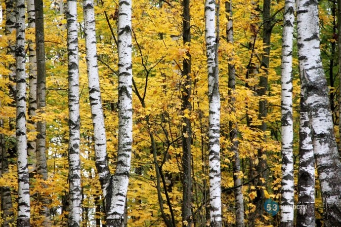 Погода для жителей Великого Новгорода, Боровичей и Старой Руссы с 27 октября по 2 ноября