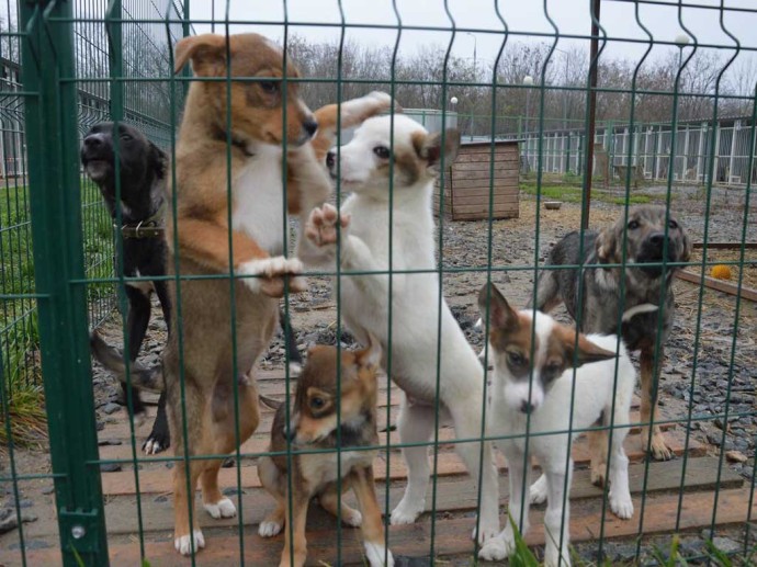 Волонтёры «ОМК Энергомаш» создали экосистему помощи бездомным животным в Белгороде Волонтёры «ОМК Энергомаш» создали экосистему помощи бездомным животным в Белгороде