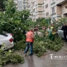В Белгороде упавшее дерево повредило 4 автомобиля