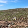 Уникальное видео: дикие тюльпаны усыпали астраханскую степь 