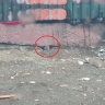 Опасное соседство. Во Владивостоке крысы не дают покоя жителям многоквартирного дома