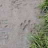 «Там же много туристов»: в Приморье тигр нагрянул на Кравцовские водопады