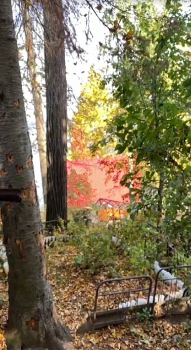 Площадь санитарной вырубки деревьев в Пермском крае расширят из-за жука-полиграфа