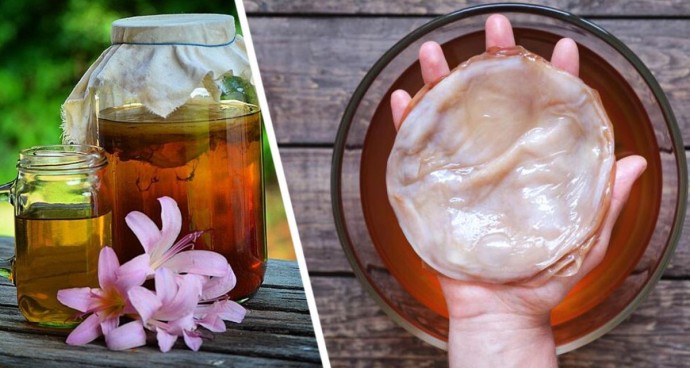 Чайный гриб: выращиваем сами дома и наслаждаемся комбучей