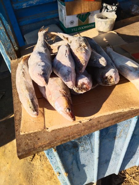 Почём продают речную и морскую рыбу в посёлках Астраханской области