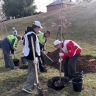 На улице Большая Бугровка в Пензе посадили рябины...