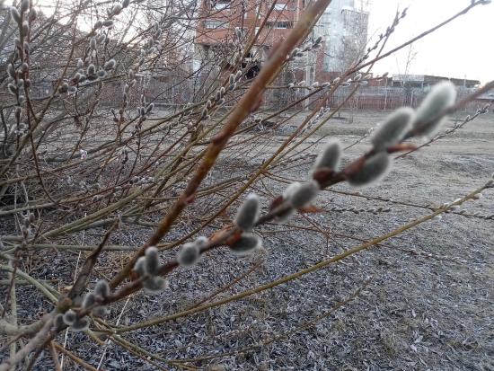 Ухудшение погоды ожидается в Иркутской области 2 апреля