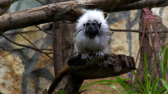 В Ленинградском зоопарке отмечают Международный день обезьян В Ленинградском зоопарке отмечают Международный день обезьян
