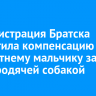 Администрация Братска выплатила компенсацию пятилетнему мальчику за укус бродячей собакой