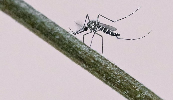 Антикомариная плесень с парфюмерной добавкой