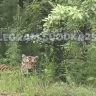 Хищники рядом: Полосатую кошку заметили на въезде в город в Приморье