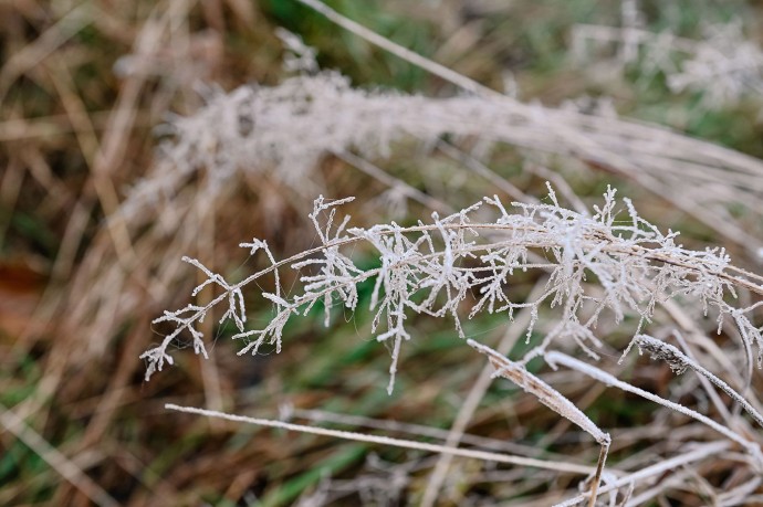 В Москве ожидаются первые заморозки
