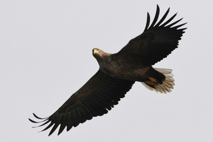 Краснокнижного орлана-белохвоста заметили в нацпарке «Лосиный остров» Краснокнижного орлана-белохвоста заметили в нацпарке «Лосиный остров»