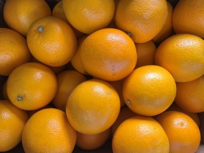 Свыше 25 тонн апельсинов не пустили в Петербург из-за опасной мухи