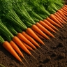 Сделайте осенью — пожинайте весной: план, превращающий обычную грядку в морковное изобилие