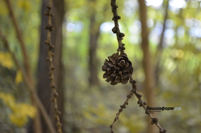 В Уфе зафиксировали новый температурный рекорд