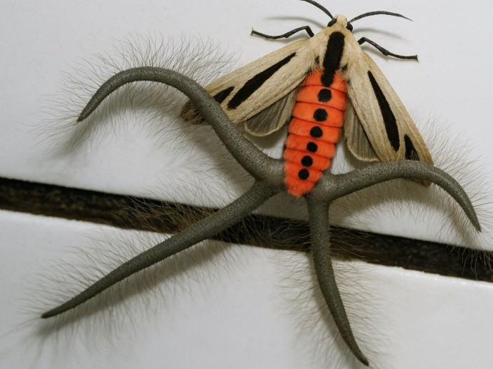 Щупальца вместо лап: зачем природа породила насекомое-химеру, которое пугает сильнее любого паука