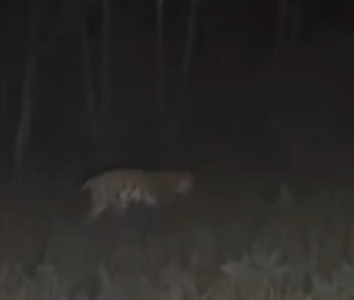 Амурский тигр пришел за добычей в Приморье Амурский тигр пришел за добычей в Приморье