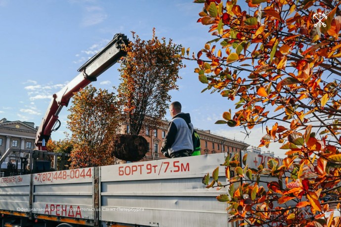 В Петербурге растения из садов-трансформеров переедут в общественные пространства