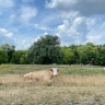 Молочное предприятие в Курской области оштрафовано за нарушение ветеринарных норм
