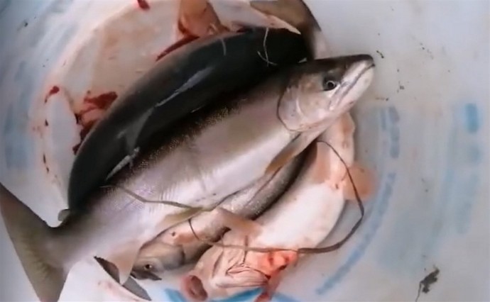 "Я в шоке": сахалинцы в конце октября хвастаются уловом симы