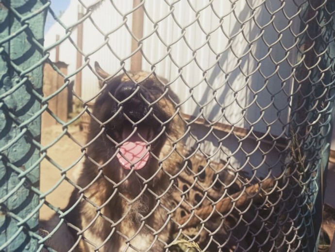 В Костроме обнаружили сотни бездомных собак В Костроме обнаружили сотни бездомных собак