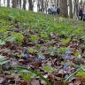 Вячеслав Гладков пригласил белгородцев на субботник в Архиерейскую рощу
