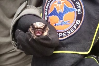 В Москве летучая мышь залетела в окно квартиры на 45-м этаже