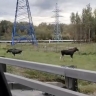 Двух лосей заметили у МКАД возле Измайлово...