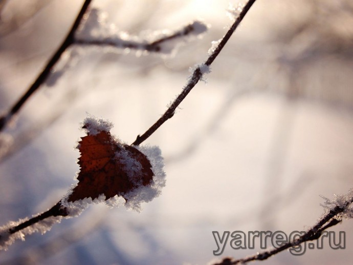 В Ярославской области на этой неделе выпадет снег
