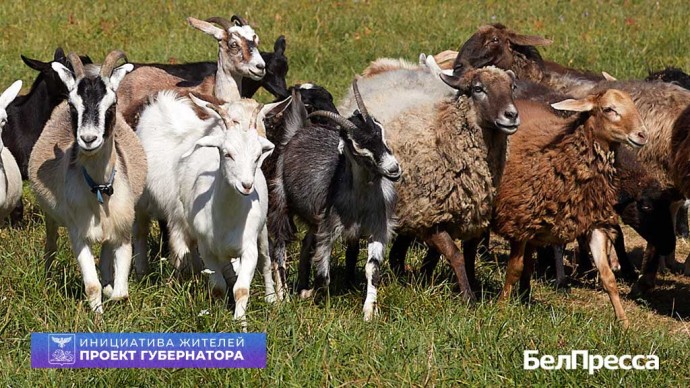 Некапризное хозяйство. Фермер из Новооскольского округа завёл смешанное стадо