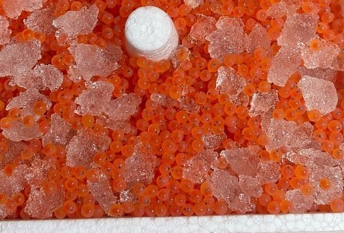В Курскую область завезли 100 тысяч икринок форели для разведения