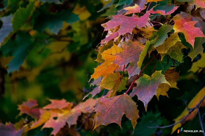 В Кировской области 19 ноября ожидается штормовой ветер