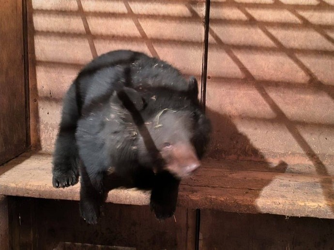 Молодая гималайская медведица «пошла» в приморскую школу