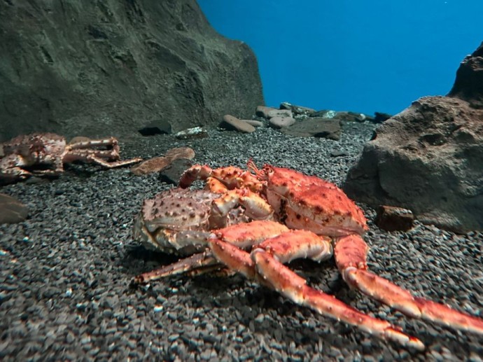 Брачный сезон у крабов: в приморском океанариуме ракообразные нарушили природный график Брачный сезон у крабов: в приморском океанариуме ракообразные нарушили природный график