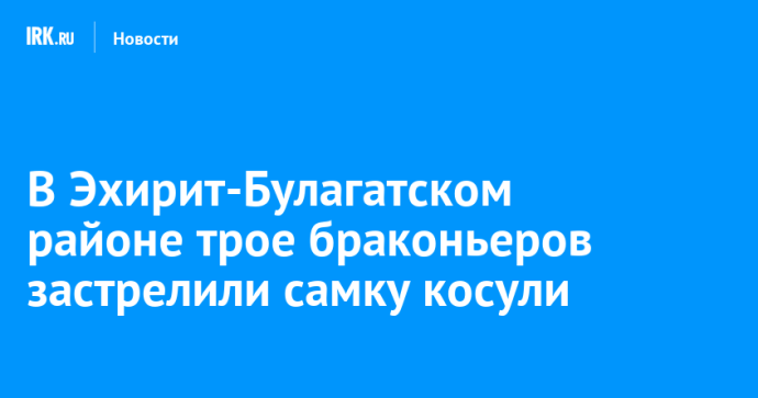 В Эхирит-Булагатском районе трое браконьеров застрелили самку косули В Эхирит-Булагатском районе трое браконьеров застрелили самку косули
