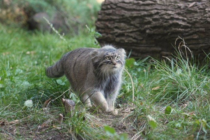 Манул Тимофей набрал почти шесть килограммов в ходе зажировки Манул Тимофей набрал почти шесть килограммов в ходе зажировки