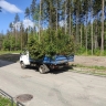 В Приморском районе Петербурга высадят саженцы сосны