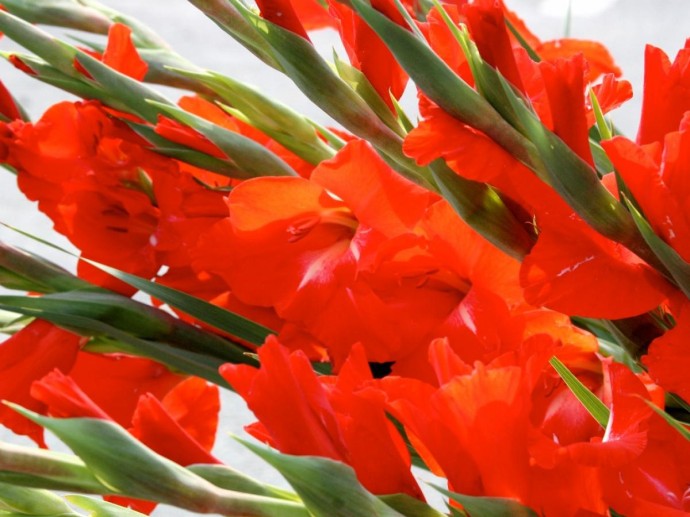 Один взгляд на луковицу — и всё ясно: как отличить живой посадочный материал от мертвеца