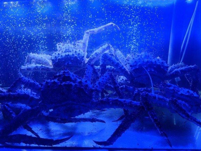 Контрабандисты пытались вывезти 320 тонн живого краба в Приморье