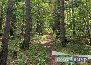 Благовещенский грибник «нашел» в лесу уголовную статью Благовещенский грибник «нашел» в лесу уголовную статью